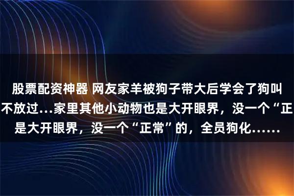 股票配资神器 网友家羊被狗子带大后学会了狗叫，还只听狗语，狗食也不放过…家里其他小动物也是大开眼界，没一个“正常”的，全员狗化……
